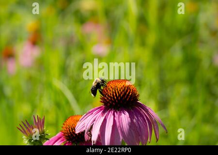 Echinacea purpurea, oder purpurrote Blütenblume, an einem heißen Sommernachmittag. Bellevue, Iowa. Stockfoto