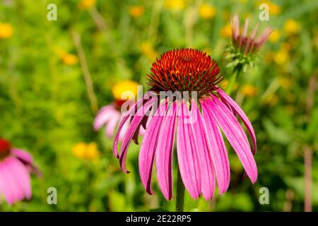 Echinacea purpurea, oder purpurrote Blütenblume, an einem heißen Sommernachmittag. Bellevue, Iowa. Stockfoto