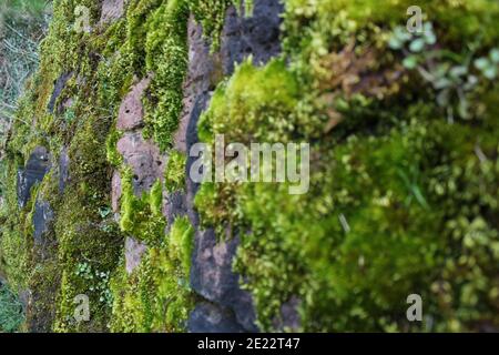Textur einer roten Sandsteinwand mit Moos Stockfoto