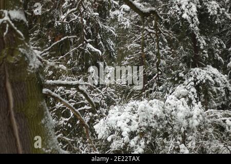 Pruhonice Park unter Schnee Stockfoto