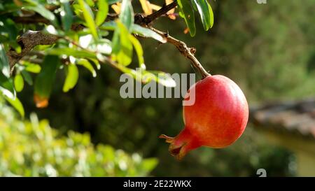 Selektiver Fokus Schuss von reifen Granatapfel hängen von einem Baum Verzweigung Stockfoto