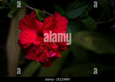 Rote Hibiskusblüte in Panama aufgenommen Stockfoto