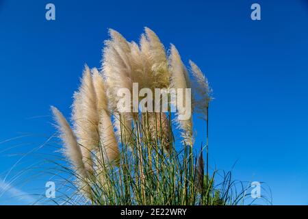 Cortaderia selloana pumila Silber gelb Pflanze Pampas Gras Laub Stockfoto