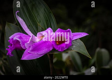 Lila gefärbte terrestrische Sobralia Orchideenbild in Panama aufgenommen Stockfoto