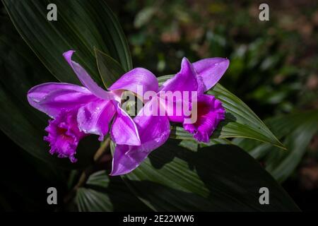 Lila gefärbte terrestrische Sobralia Orchideenbild in Panama aufgenommen Stockfoto