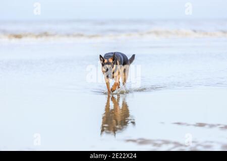 Schöne aufmerksame Schäferhund weibliche Spaziergänge durch das seichte Wasser Mit Tröpfchen, die mit dem niederhändigen Kopf um ihre Beine spritzen Stockfoto