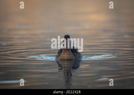 Weibliche Stockente (anas platyrhynchos), die auf einem See schwimmt Stockfoto