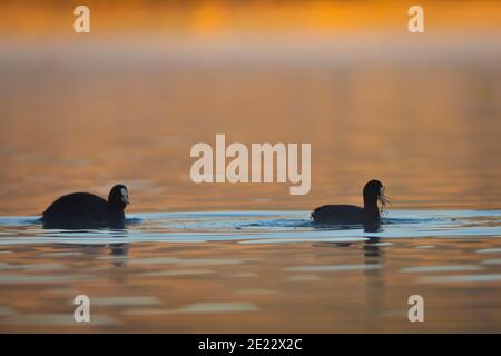 Paar (2) eurasische Blässhühner (Fulica atra) schwimmen bei Sonnenaufgang. See von Banyoles (Estany de Banyoles), Pla de l'Estany, Girona, Katalonien, Spanien, Europa. Stockfoto