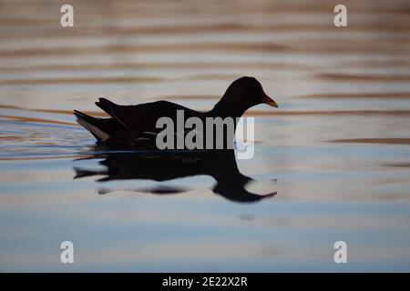 Moorhühner (Gallinula chloropus), die im Morgengrauen auf einem See schwimmen Stockfoto