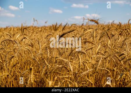 goldenes Feld mit Ähren aus reifem Weizen Stockfoto