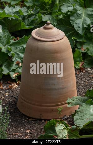 Terracotta Glocke Topf zum forcieren Rhabarber im Garten gesehen. Stockfoto