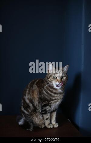 Eine braun-schwarz gestreifte Tabby Katze sitzt auf einem einfachen Holztisch vor einem dunkelblauen Hintergrund und leckt ihre Lippen Stockfoto