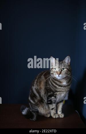 Eine braun und schwarz gestreifte Tabby Katze auf einem sitzend Einfacher Holztisch vor dunkelblauem Hintergrund Stockfoto