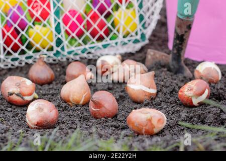 Pflanzen von Tulpenbirnen mit einer Kelle in einer Gartengrenze im Herbst. Tulipa „Weiße Flagge“. Stockfoto