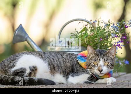 Hauskatze, Wallowa Valley, Oregon. Stockfoto