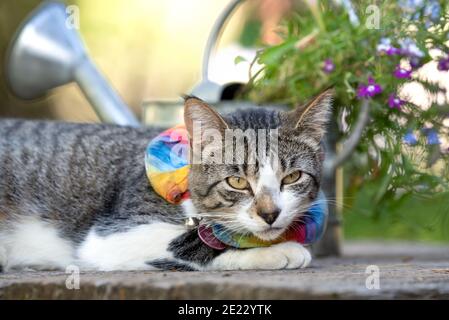 Hauskatze, Wallowa Valley, Oregon. Stockfoto
