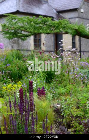 Lupine Meisterwerk, thalictrum schwarzen Strümpfen, blauen und lila Blumen, blau lila Rand, gemischte Bepflanzung Schema, kühles Bett, kühle Bordüre, RM floral Stockfoto