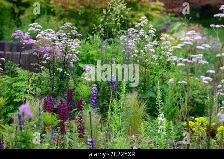 thalictrum schwarze Strümpfe, anthriscus sylvestris ravensswing, Lupine Meisterwerk, thalictrum, blau und lila Blüten, blau lila Bordüre, gemischte Bepflanzung sch Stockfoto