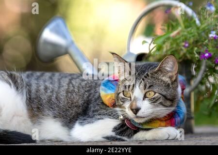 Hauskatze, Wallowa Valley, Oregon. Stockfoto