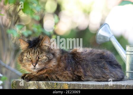Hauskatze, Wallowa Valley, Oregon. Stockfoto