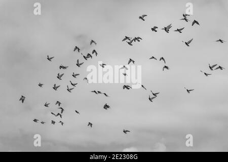 Graustufen Aufnahme von Vögeln fliegen in den bewölkten Himmel Stockfoto