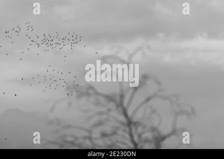 Graustufen Aufnahme von Vögeln fliegen über dem Baum in einem wolkiger Himmel Stockfoto