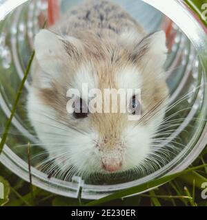 Ein hausgemachter Hamster in einem Käfig in einem Rad. Nagetiere im Haushalt. Stockfoto