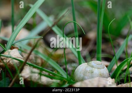 Kleine Schnecke Gehäuse im grünen Gras Stockfoto