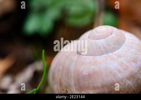 Schnecke Gehäuse große Aussicht in den Wald Stockfoto