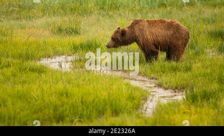 Ein Küstenbär geht entlang Fütterung und Trinken in Alaska Stockfoto