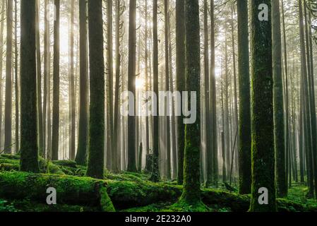 Sonnenstrahlen, Wald, Golden Ears Provincial Park, Maple Ridge, British Columbia, Kanada Stockfoto