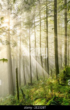 Sonnenstrahlen, Wald, Golden Ears Provincial Park, Maple Ridge, British Columbia, Kanada Stockfoto