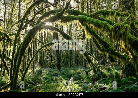 Waldbogen, Golden Ears Provincial Park, Maple Ridge, British Columbia, Kanada Stockfoto