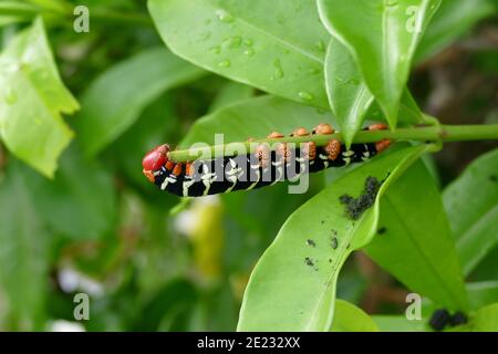 Tetrio Sphinx Caterpillar (Pseudo Sphinx tetrio) Stockfoto