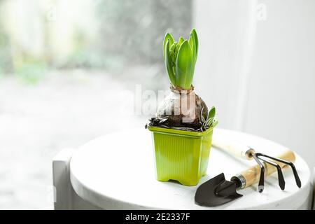 Ein Sprossen von Hyazinthe bereit für Frühlingstransplantation und Garten Werkzeuge auf dem weißen Hocker in der Nähe des Fensters Home Gartenarbeit Und Verbindung mit der Natur Stockfoto