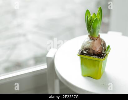 Hyazinthe sprießen auf weißem Hocker am Fenster, Frühlingsgefühlskonzept und botanisches Wohndekor Stockfoto