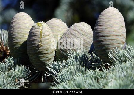 Blaue Atlas Zeder (Cedrus atlantica Glauca), Nadeln und unreife Zapfen Stockfoto