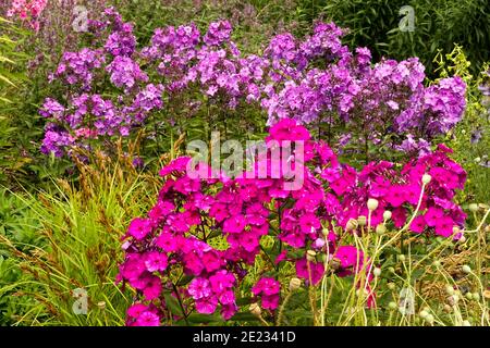 Sommer Stauden Pflanzen in krautigen Rand Garten Purple Phlox paniculata Stockfoto