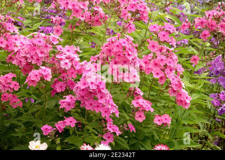 Rosa Phlox Gartenpflanzen wächst im Juni krautigen Grenze Stockfoto