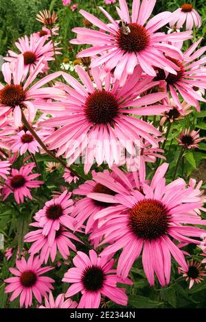 Echinacea purpurea Baby Swan Rosa Kegelblumen schöne Blumen im Juli Garten Stockfoto