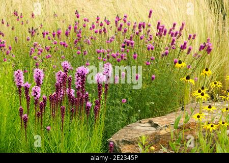 Mehrjährige Wiese krautige Pflanzen Liatris Dalea Stipa anbauender naturalistischer Garten Prärie Stil Nordamerika indigene Blumen mexikanisches Federgras Stockfoto