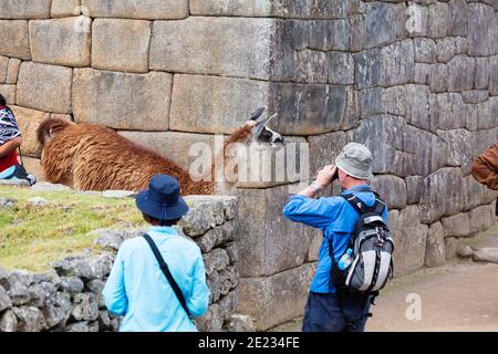 Touristen fotografieren Lamas in den inkischen Ruinen von Machu Picchu, einem UNESCO-Weltkulturerbe Stockfoto