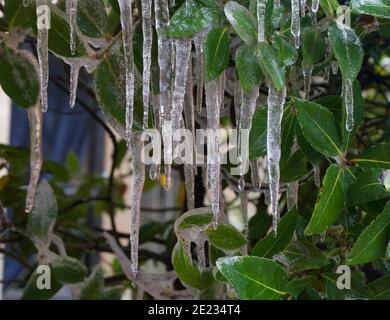 Eine Gruppe von Eiszapfen, die mit Laub vom Lorbeerbaum herabhängen Stockfoto