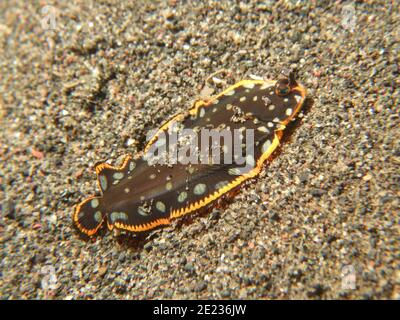 Soleichthys Maculosus - Weiße Blotchierte Sohle Stockfoto