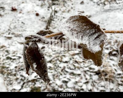 Blätter und Äste bei kaltem Wetter mit Frost und kleinen Eiszapfen, die von der Wintersonne beleuchtet werden. Detail auf kleinen braunen Blatt mit Schnee bedeckt. Stockfoto