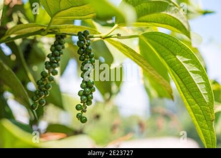 Schwarzer Pfeffer im Garten: Der Zweig der Pflanze mit grünen Beeren und Blättern - Kumily, Kerala, Indien. Stockfoto