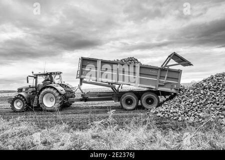 Traktor mit einem großen Anhänger entladen frisch geernteten Zuckerrüben. Stockfoto