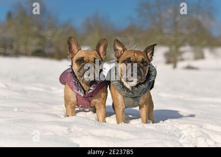 Zwei französische Bulldoggen tragen warme Winterkleidung im Schnee Querformat Stockfoto