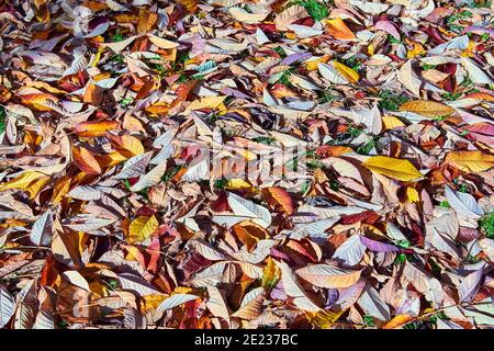 Bild der gefallenen Blätter im Herbst Stockfoto