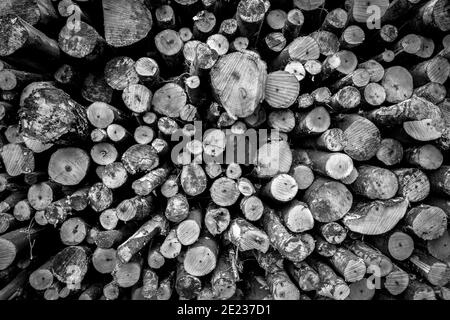 Haufen frisch geschnittener Silberbirken und Buchenbäume. Stockfoto